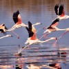 1716658841_4 FLAMENCOS