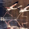 1717086255_2FLAMENCOS