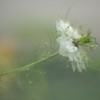 1716194799_Niebla