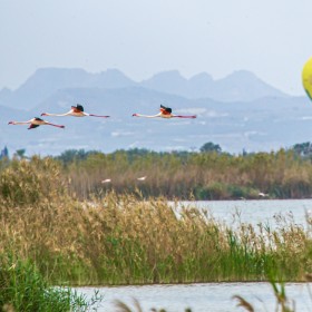 1716283182_2023-04-01-el-hondo-flamencos-y-globo