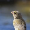 1716488094_Hembra verderon