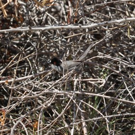 1719133876_24-5-12 Ocells (Curruca cabecinegra, Sylvia melanocephala) (11)-1