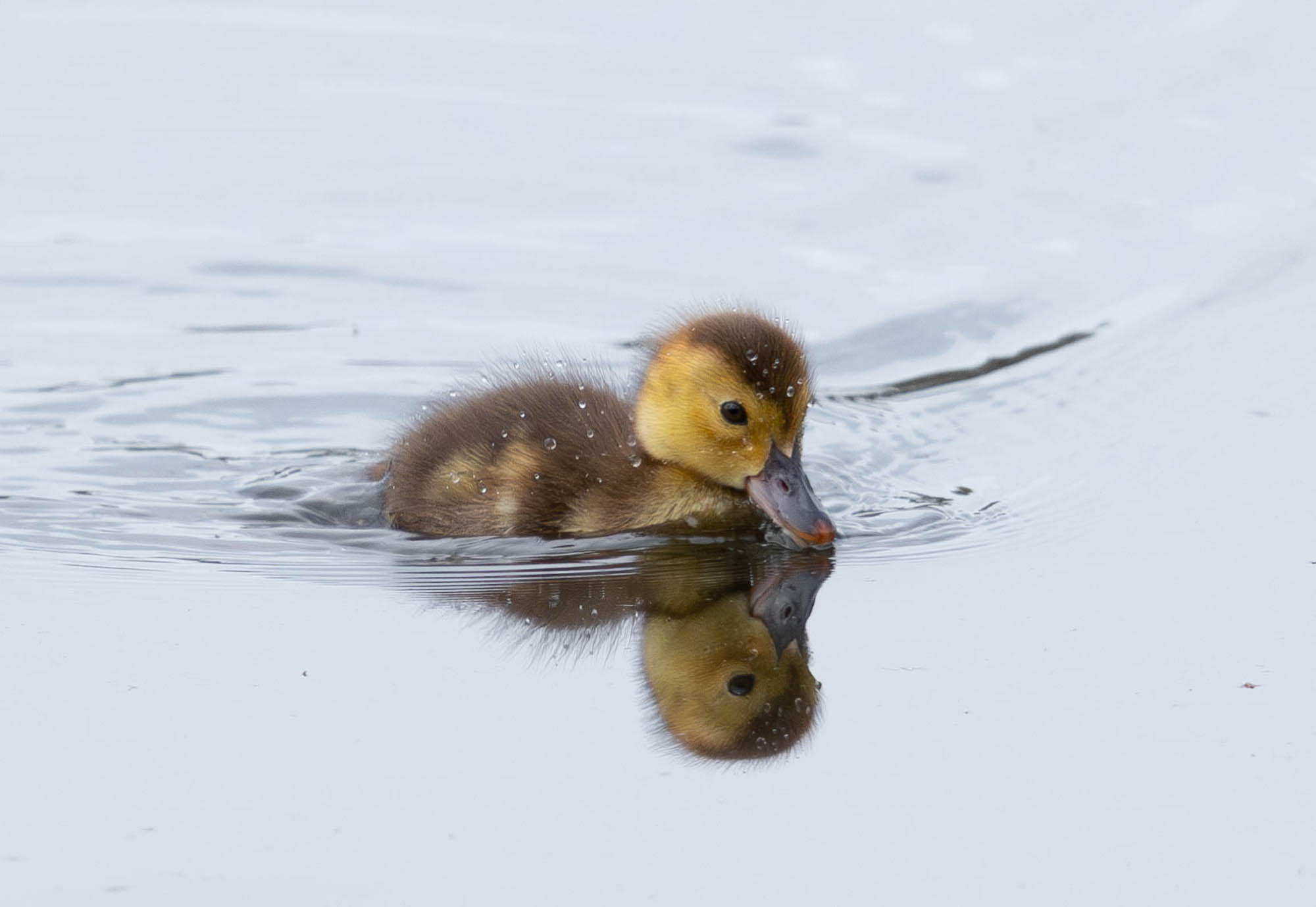 1719308652_patito pequeño 2000
