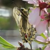 1719477979_Transformada en flor
