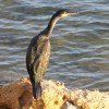 1719486043_Cormorán (2)