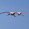 1717586516_vuelo compartido