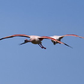 1717586516_vuelo compartido