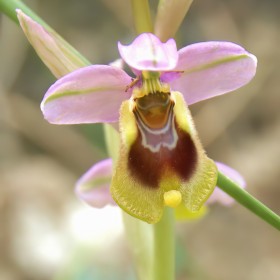 1719695655_Bijenorchis (6)
