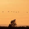 1719738419_Flamencos al atardecer