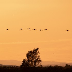 1719738419_Flamencos al atardecer