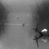 1719763374_Clot Garceta Niebla 37