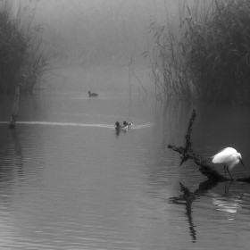1719763374_Clot Garceta Niebla 37