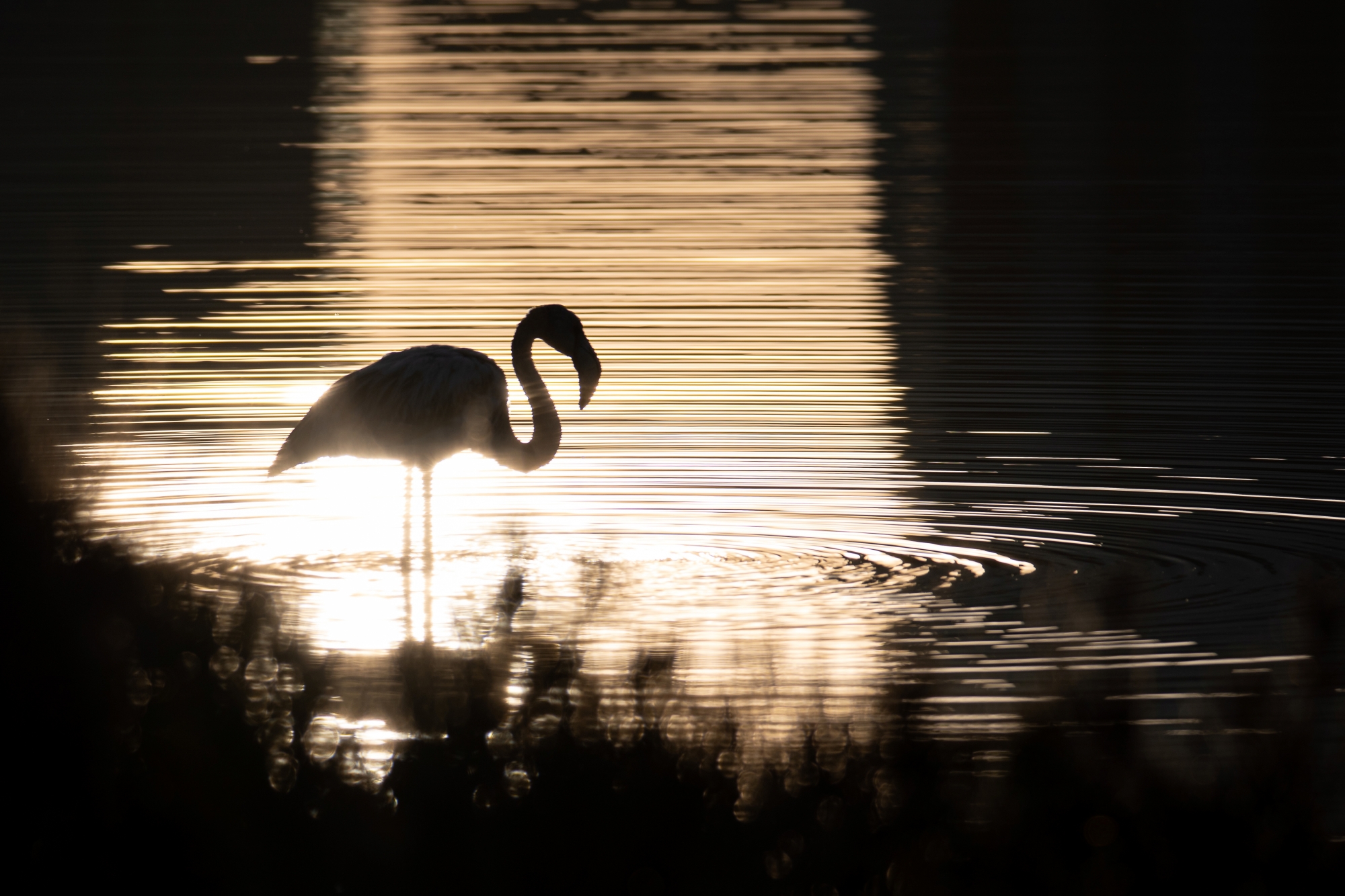 1717814410__DSC4087