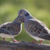 1718021393__H7A9085-DeNoiseAI-low-light