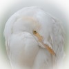 1718057538_koereiger (18)