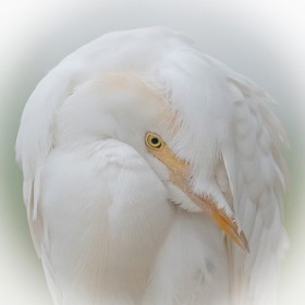 1718057538_koereiger (18)