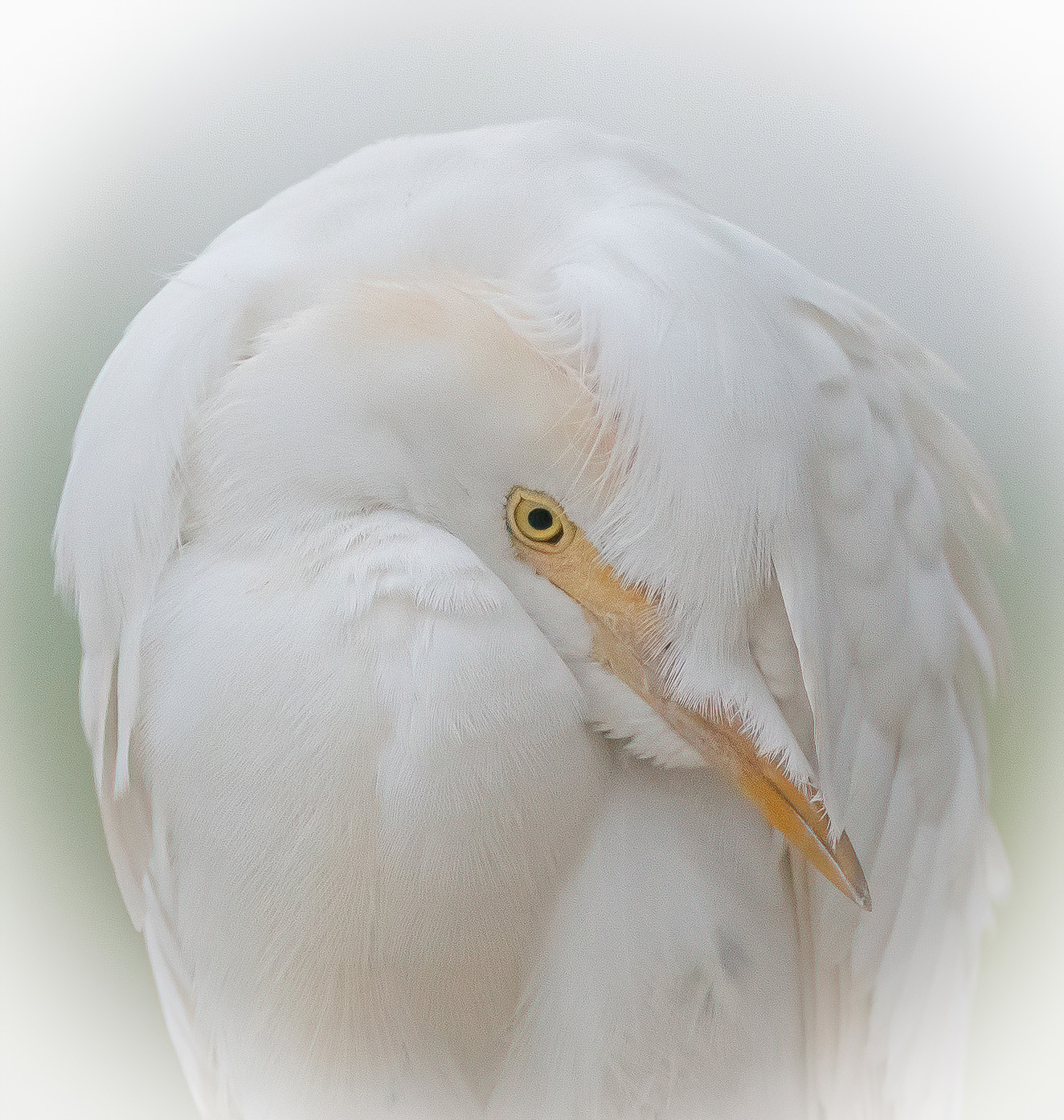 1718057538_koereiger (18)