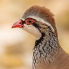 1718060008_rode patrijs (19)