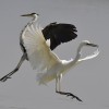1718642645_garzas