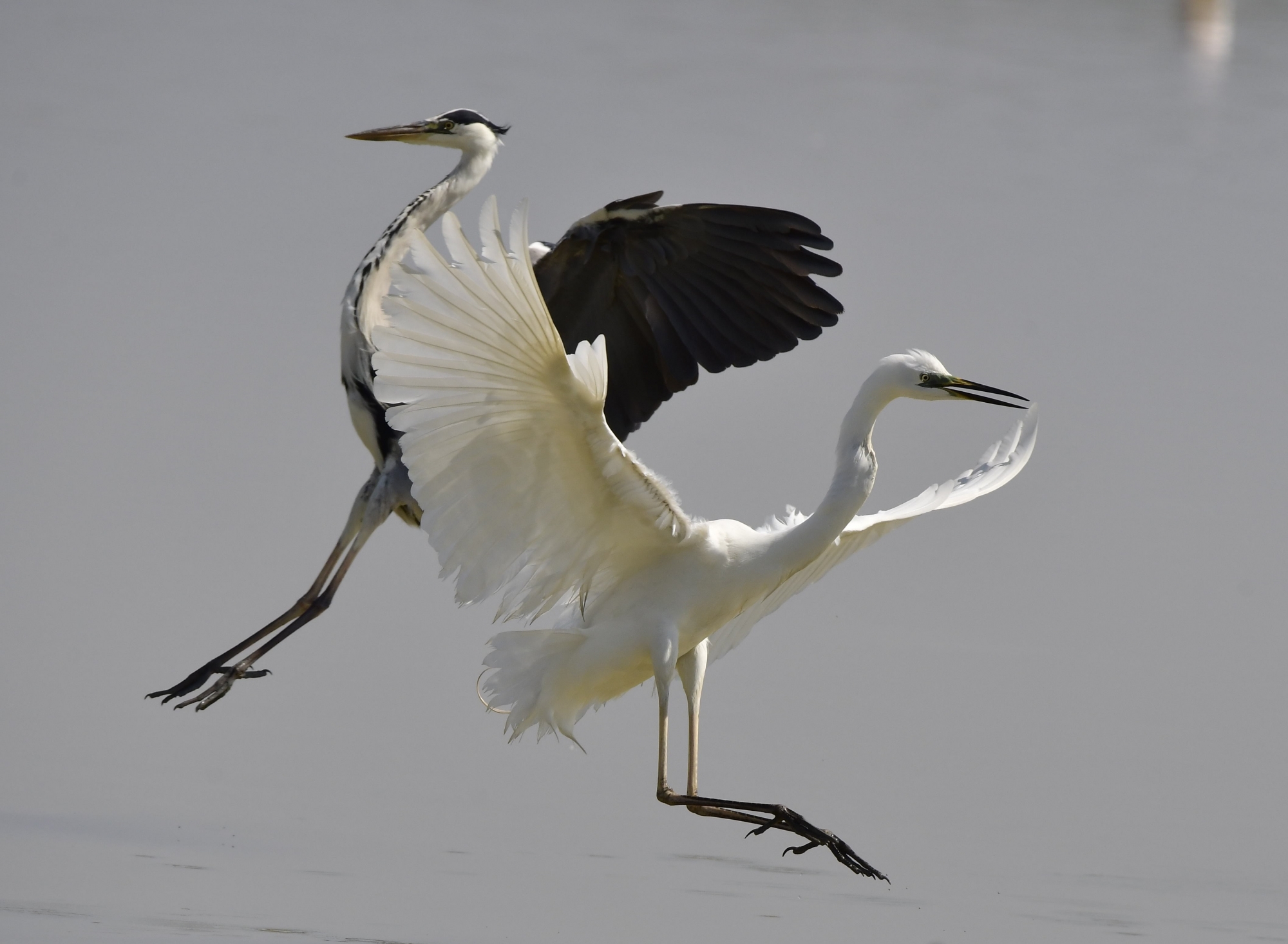 1718642645_garzas