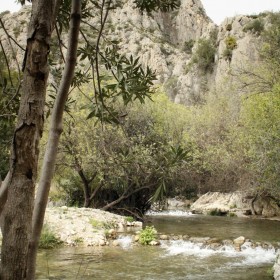 1742386505_Qué los árboles te permitan ver el paisaje-min