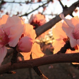 ALMENDROS EN FLOR 2011 012