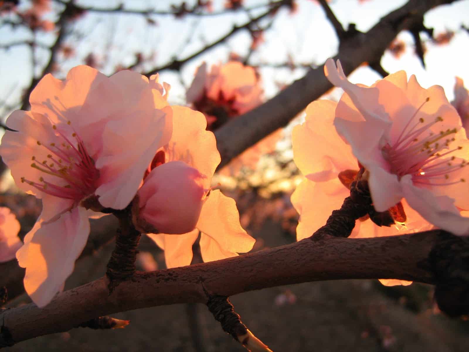 ALMENDROS EN FLOR 2011 012