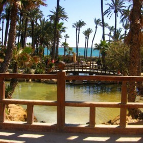 El Palmeral de Alicante copia